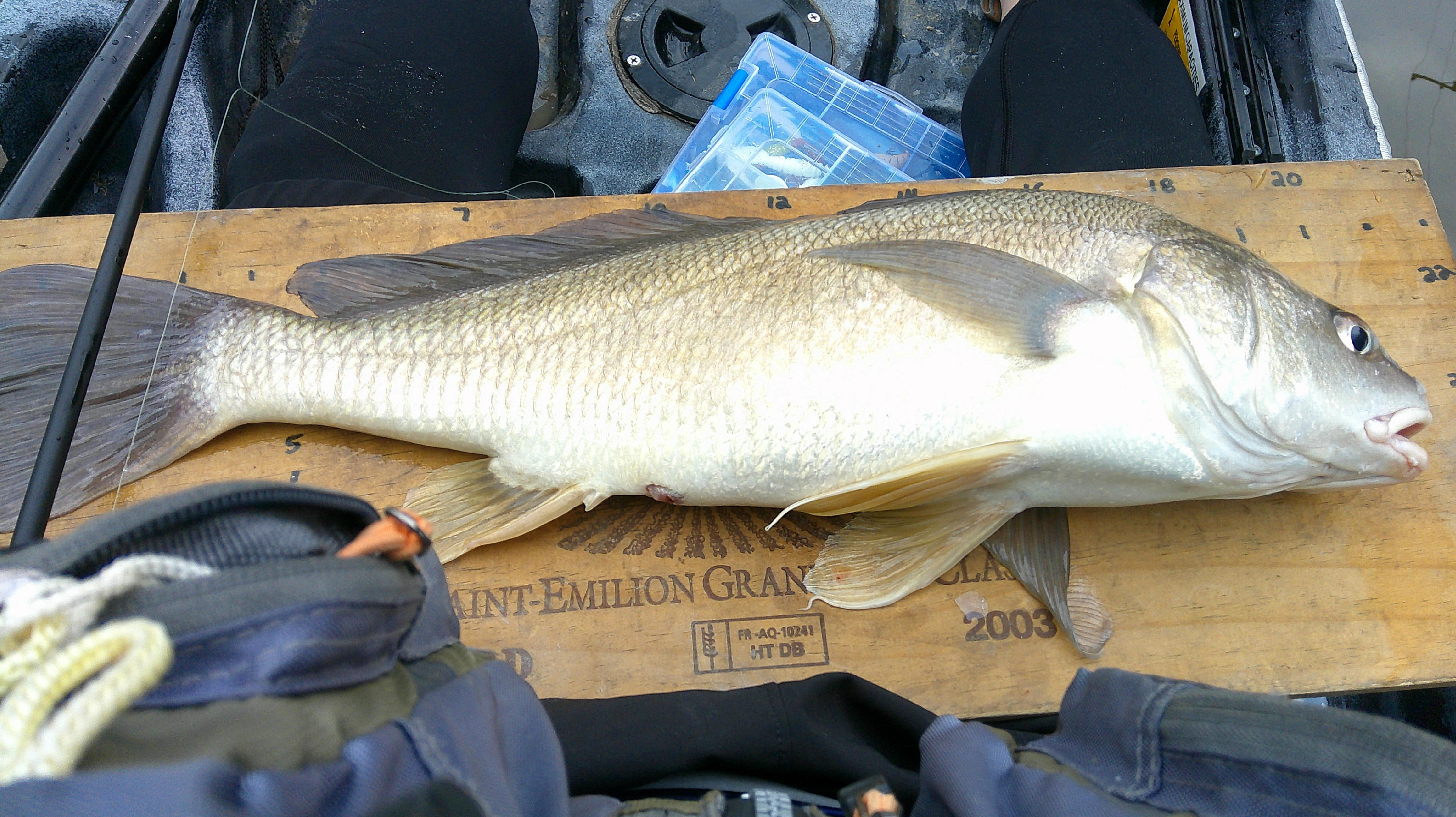 Twenty Inch Freshwater Drum or Sheepshead