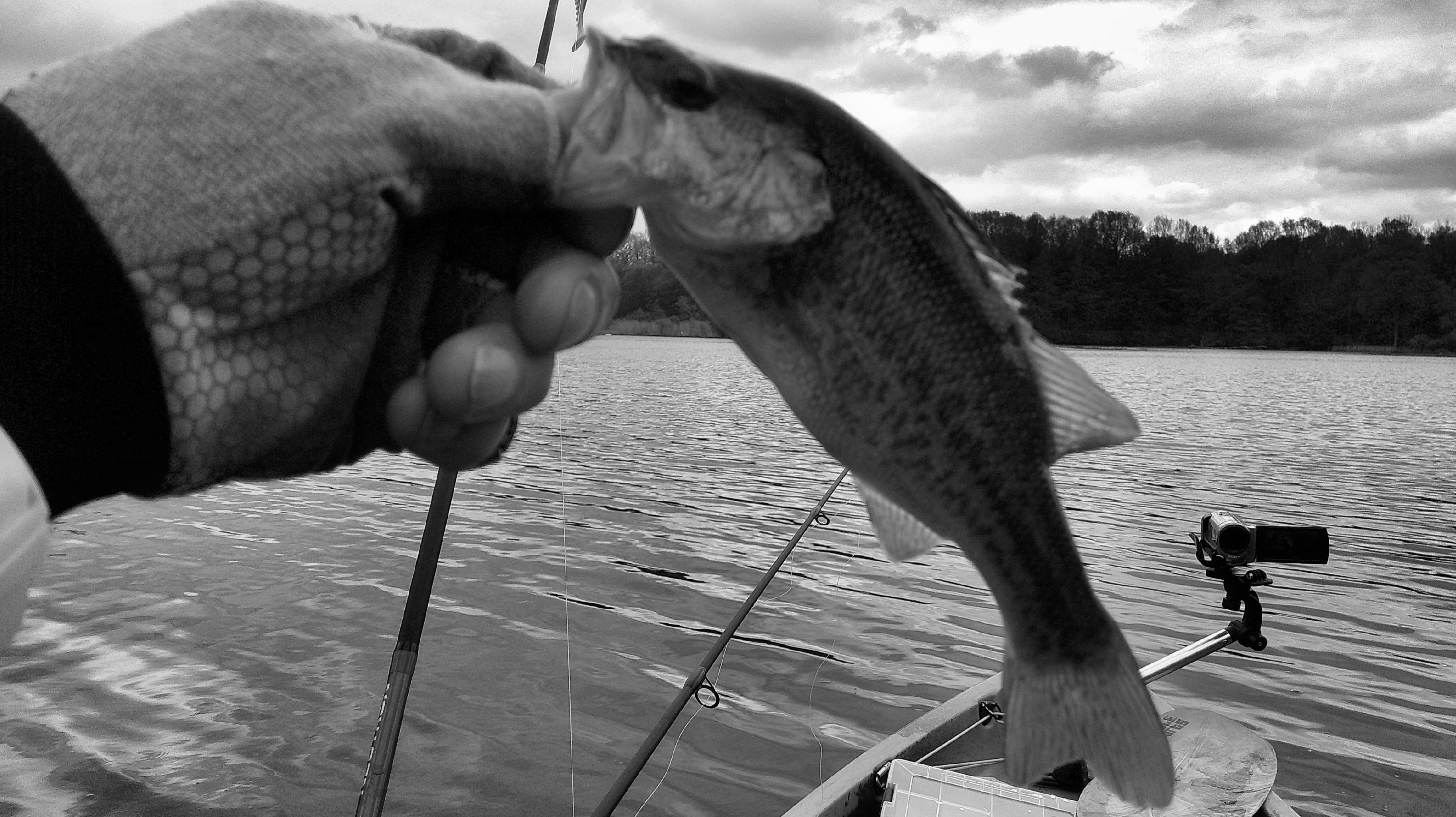 7 Inch Largemouth Bass